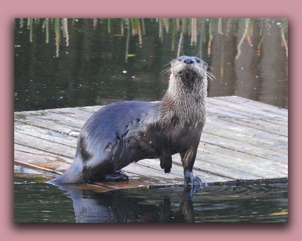 Photograph of otter. Linda Hansen talks Painting Styles & Watching Otters